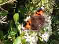 Aglais urticae (aberration, Ryewater Nursery, Sherborne 9-23-2016 FB) [Internet image property of respective owner, non commercial use only]